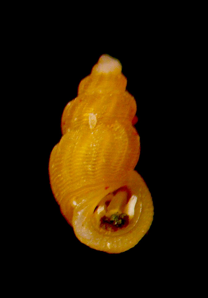 Manzonia pelorum